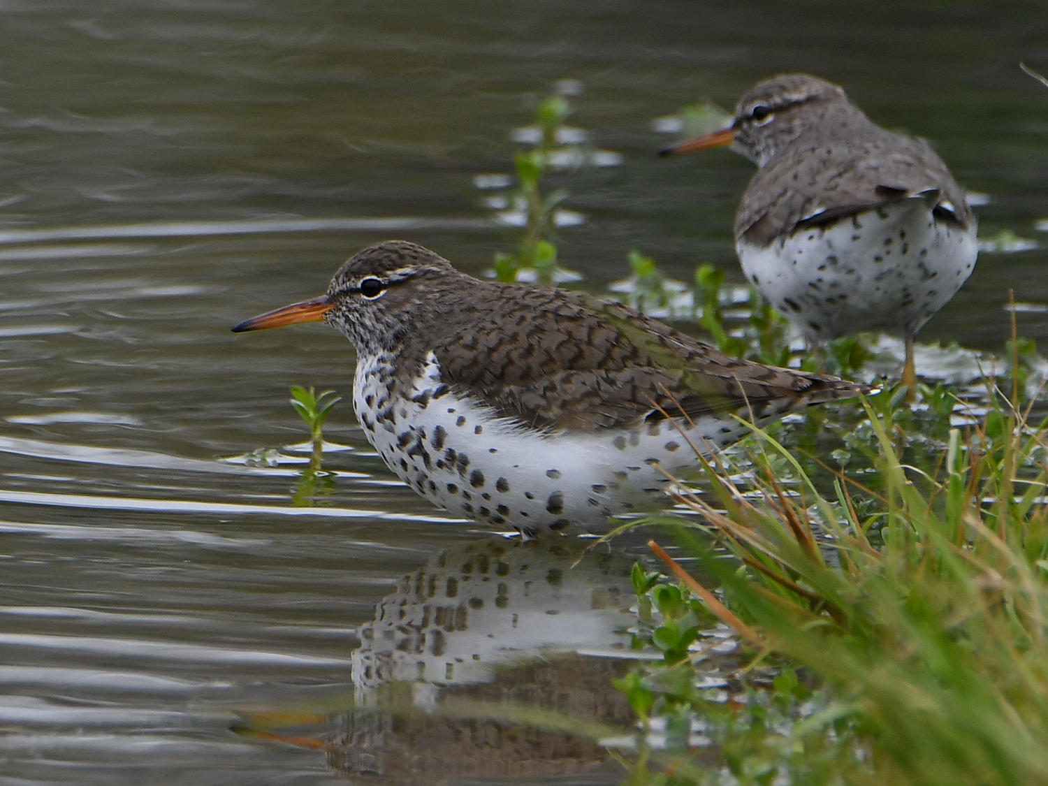 SpottedSandpiper5.jpg