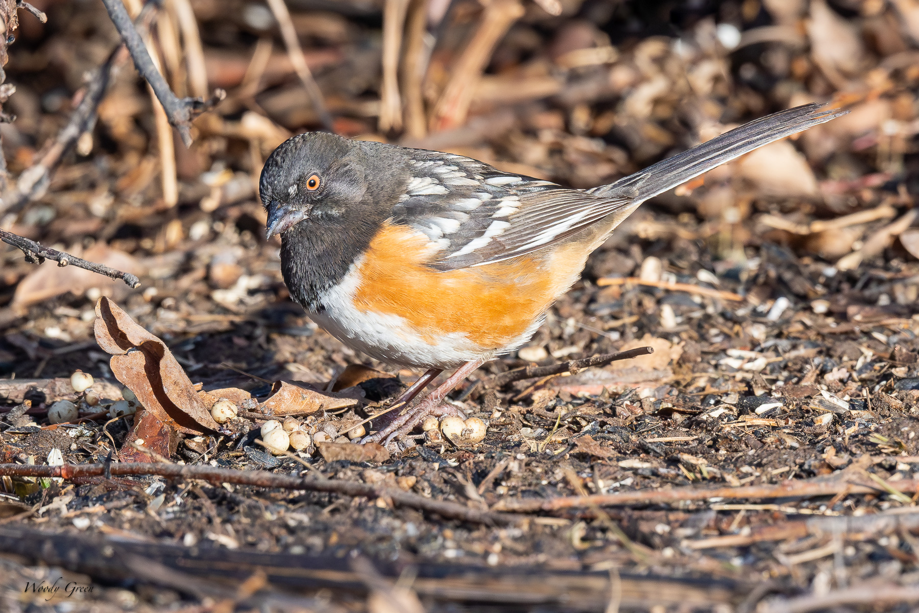 SpottedTowhee-466.jpg