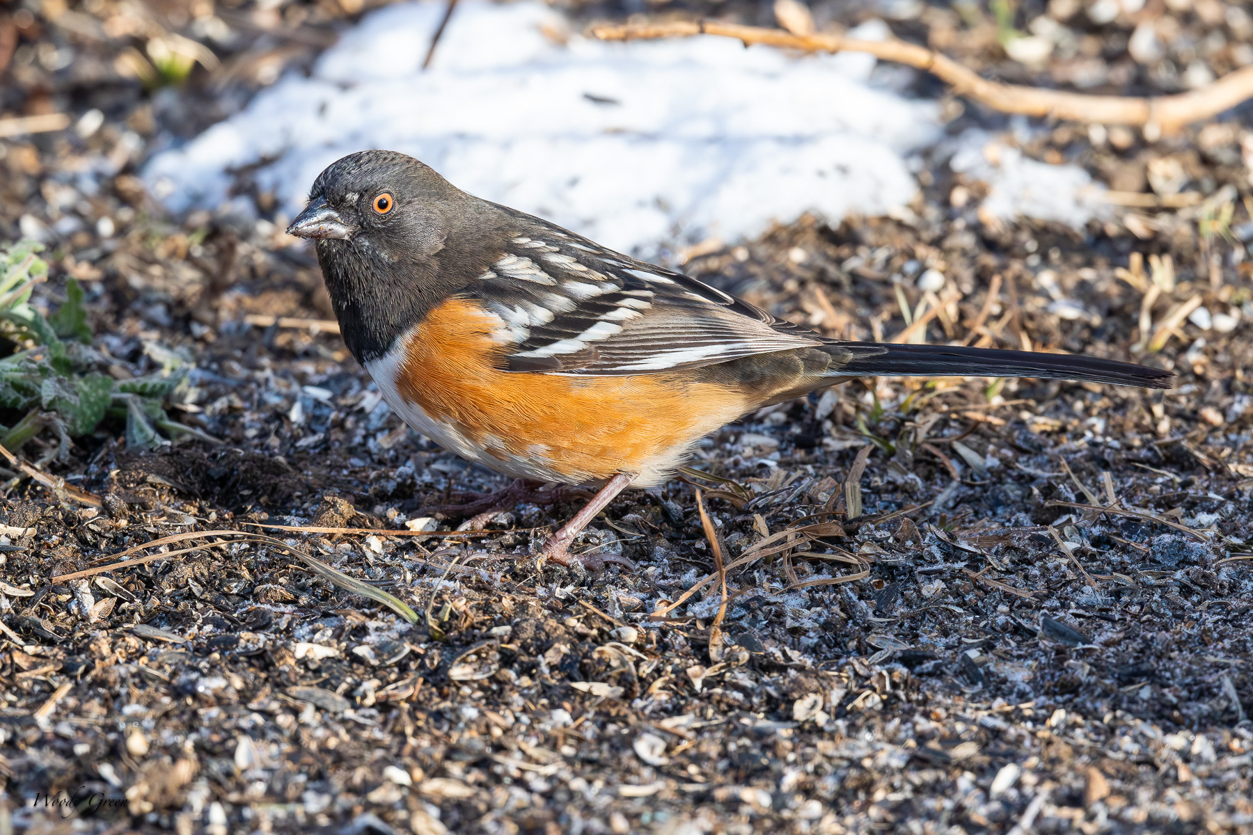 SpottedTowhee-468.jpg