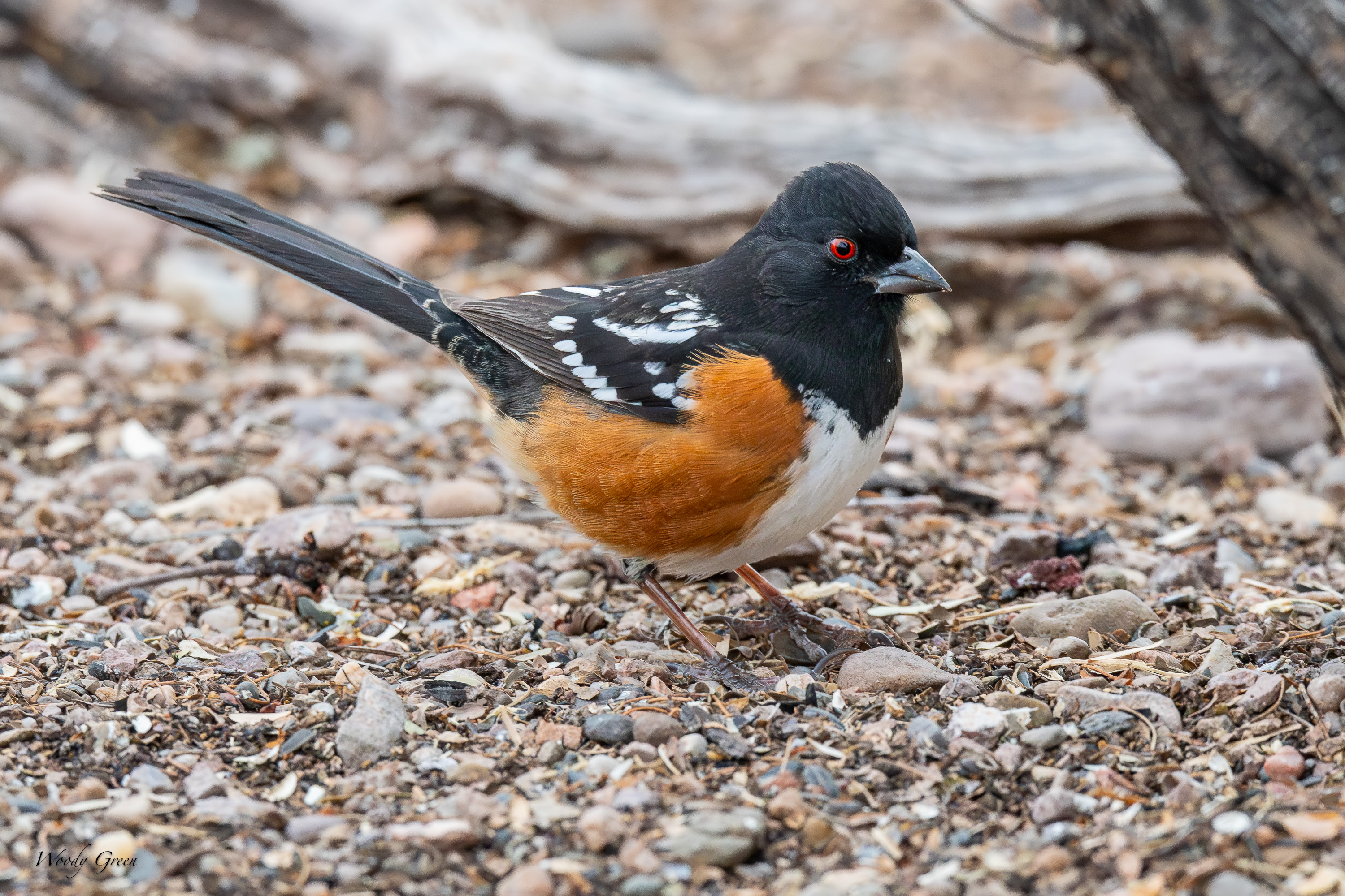 SpottedTowhee-549.jpg