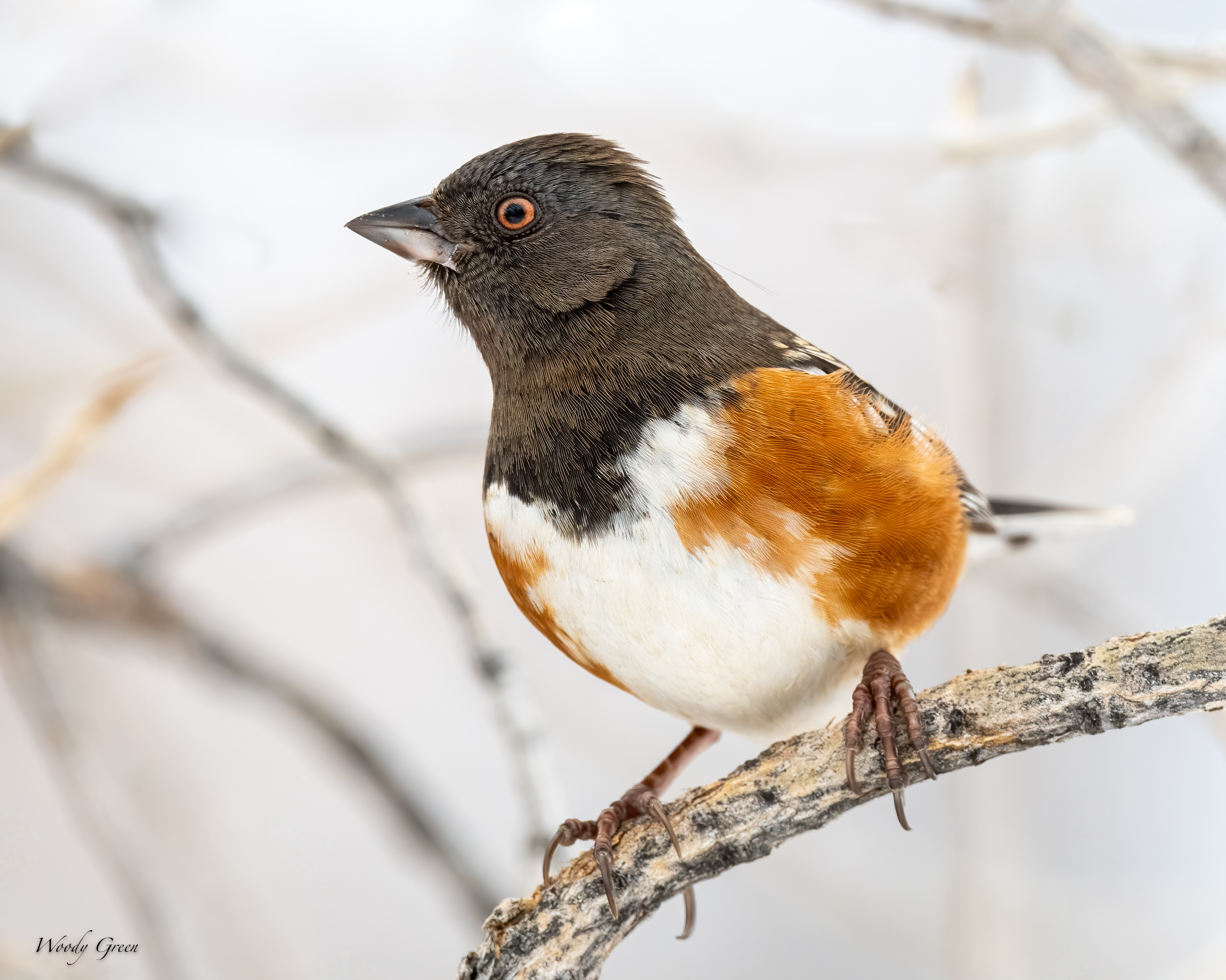 SpottedTowhee-556.jpg
