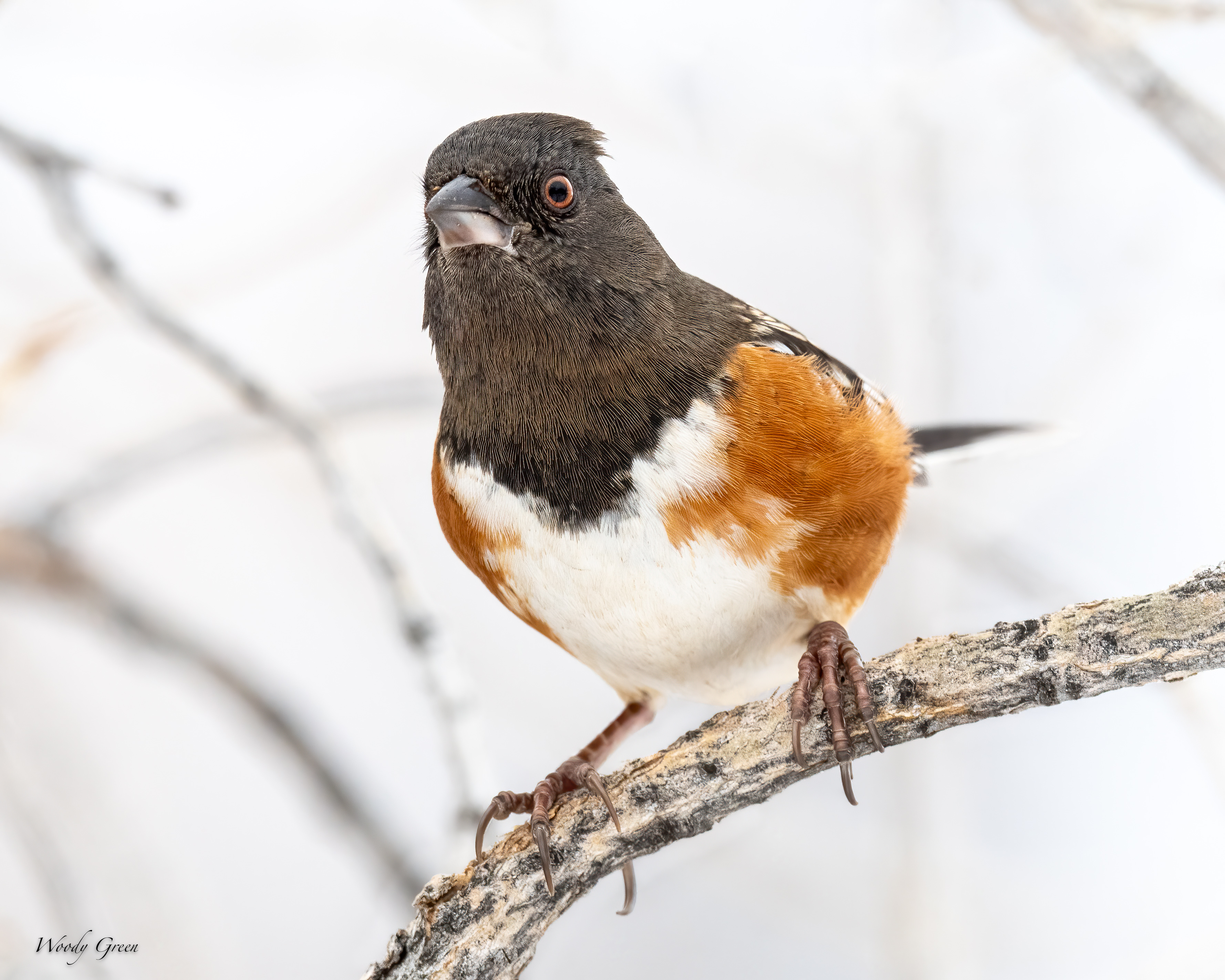 SpottedTowhee-557.jpg