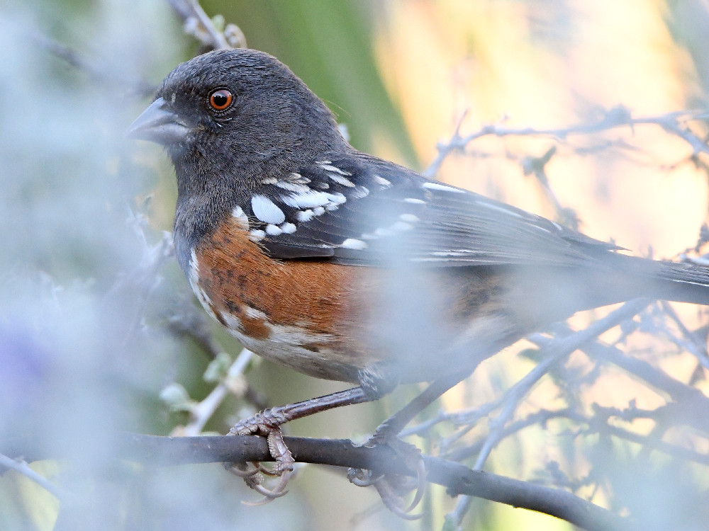 SpottedTowhee.jpg