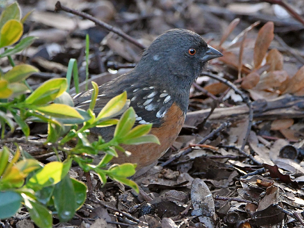 SpottedTowhee.jpg