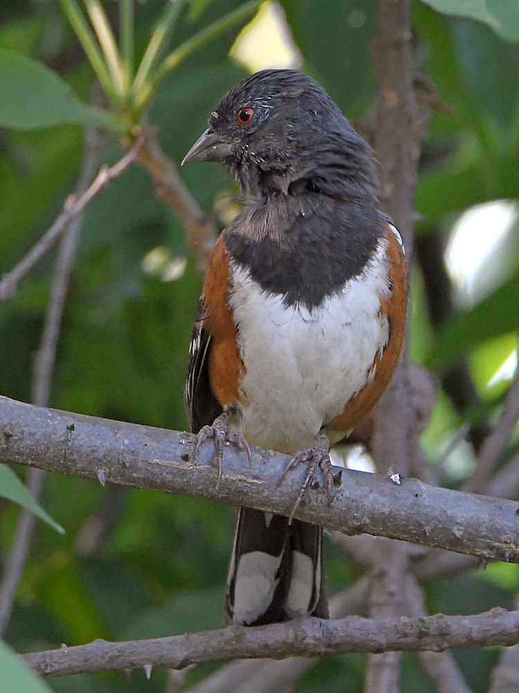 SpottedTowhee.jpg
