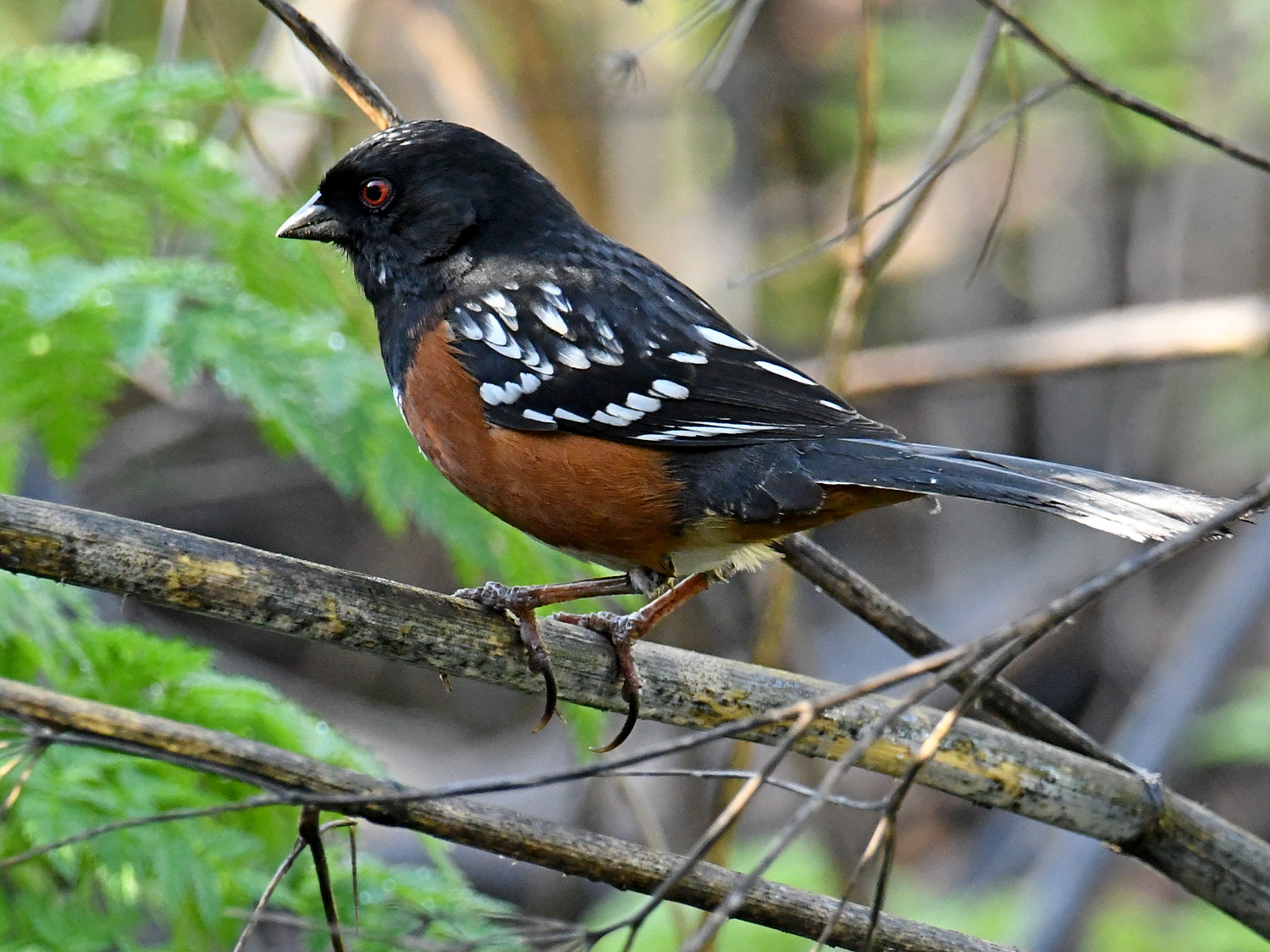 SpottedTowhee.jpg
