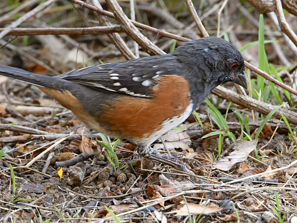 SpottedTowhee2.jpg