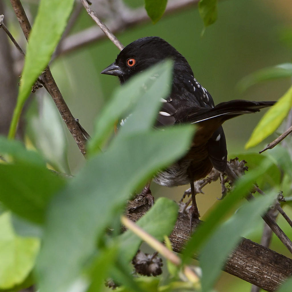 SpottedTowhee2.jpg