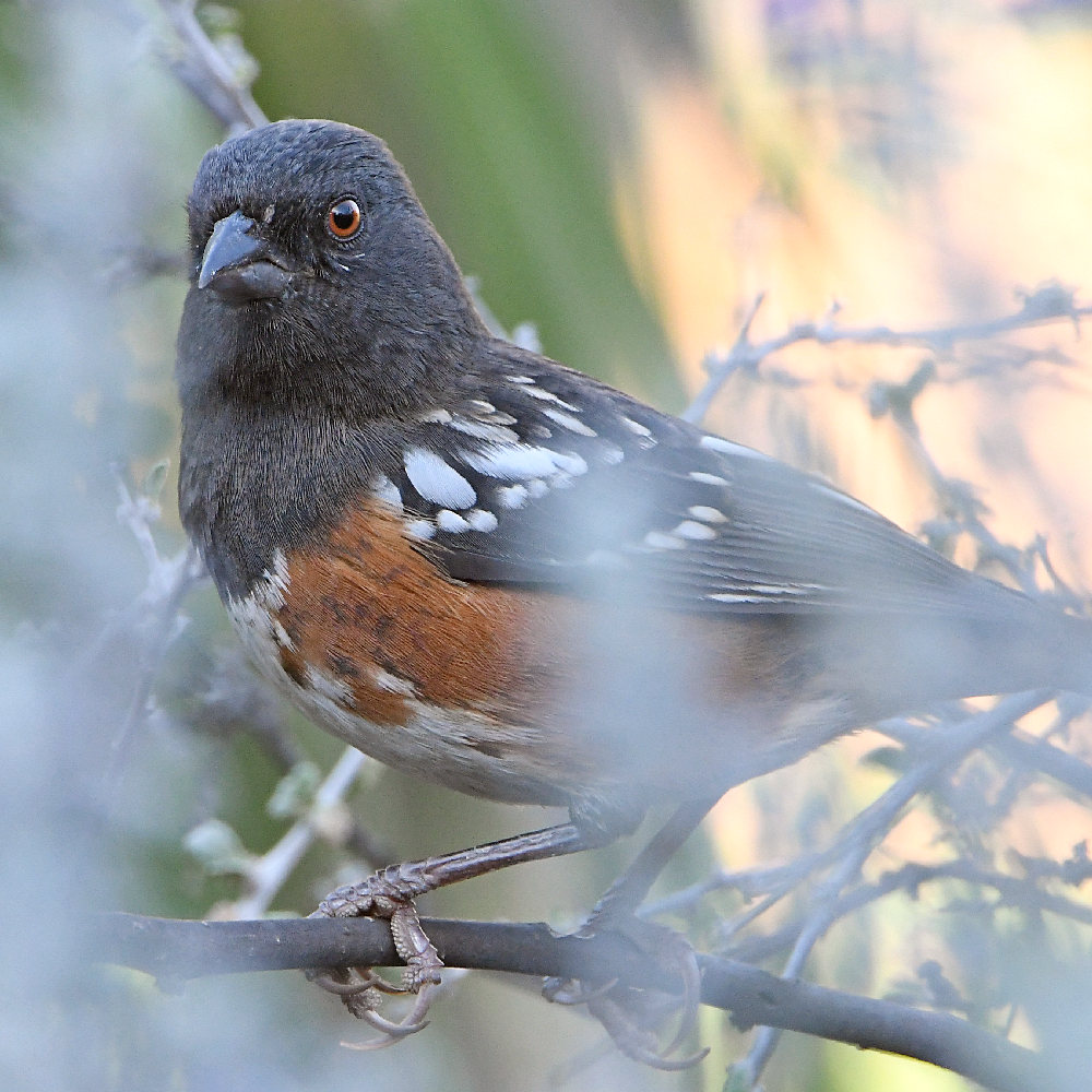 SpottedTowhee3.jpg