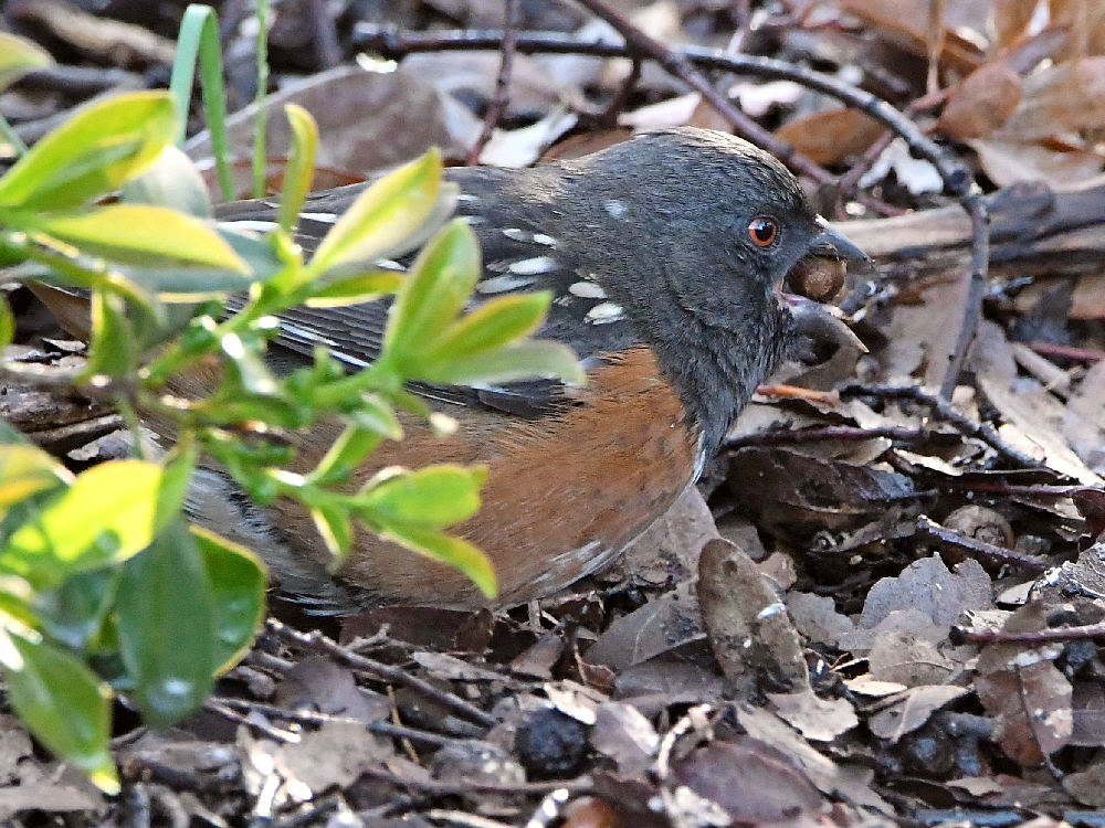 SpottedTowhee3.jpg