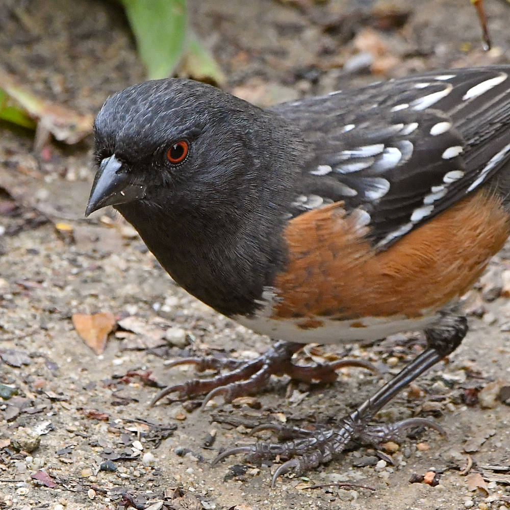 SpottedTowhee3.jpg