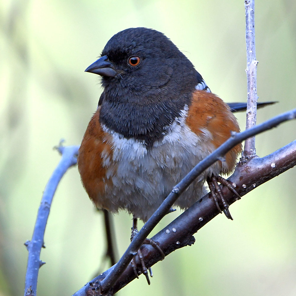 SpottedTowhee3.jpg