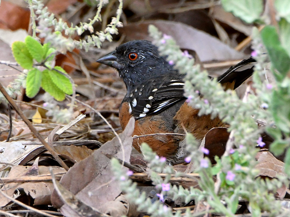 SpottedTowhee4.jpg