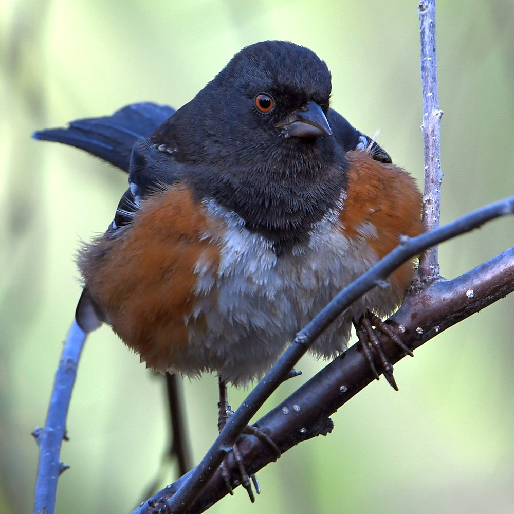 SpottedTowhee4.jpg