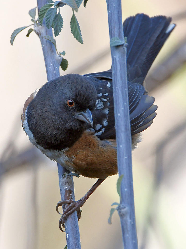 SpottedTowhee5.jpg