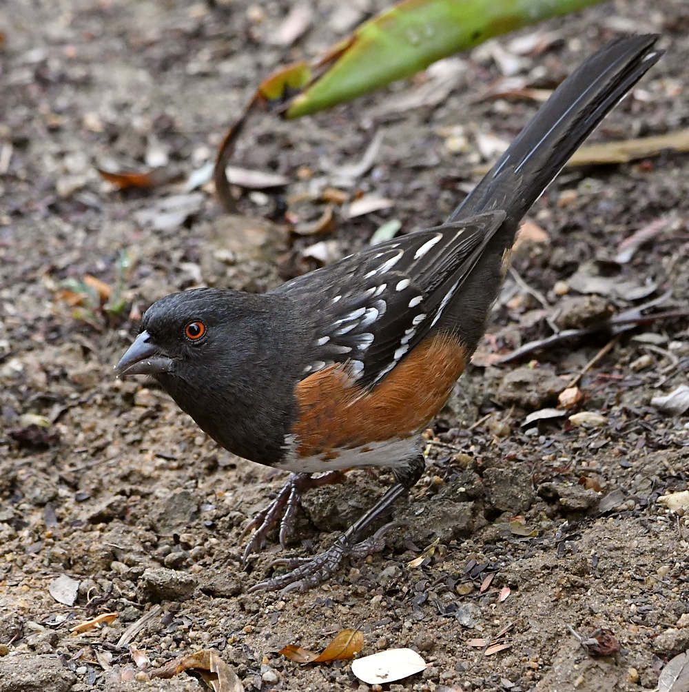 SpottedTowhee6.jpg