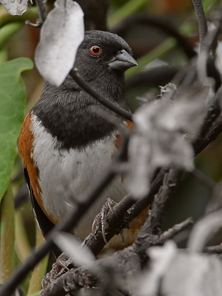 SpottedTowhee7.jpg