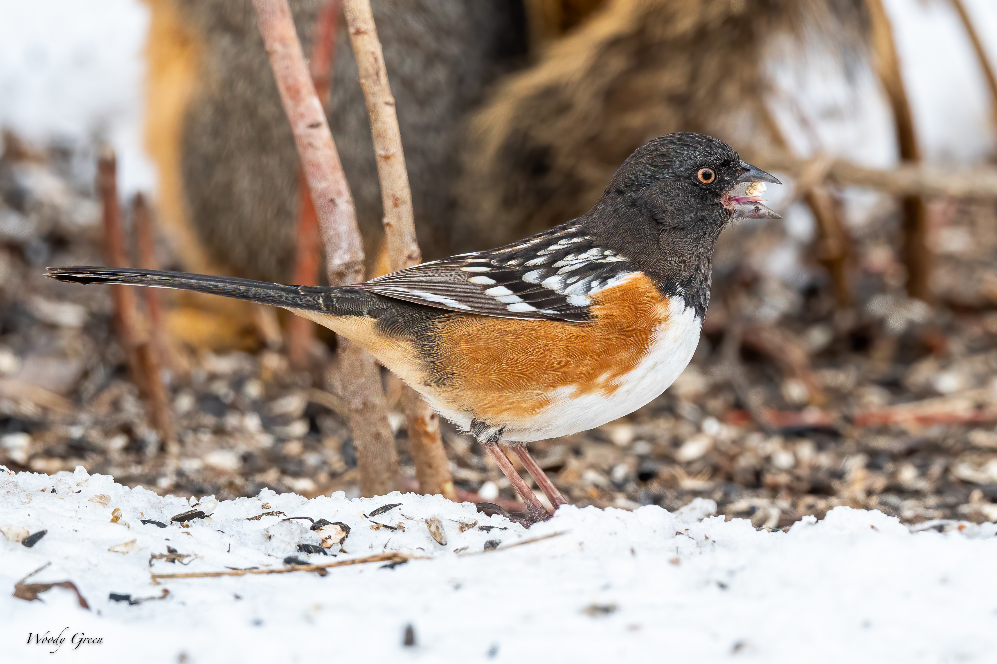 SpottedTowheeSnow-555.jpg