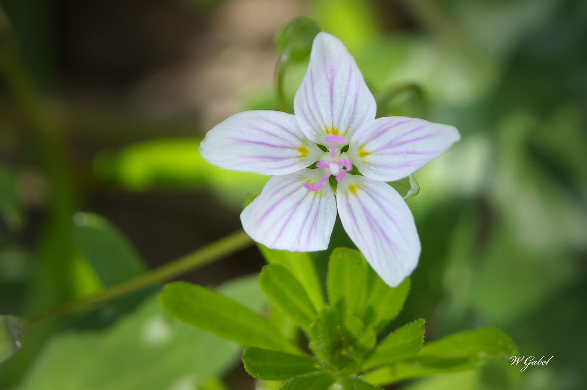 Spring beautie sm.jpg