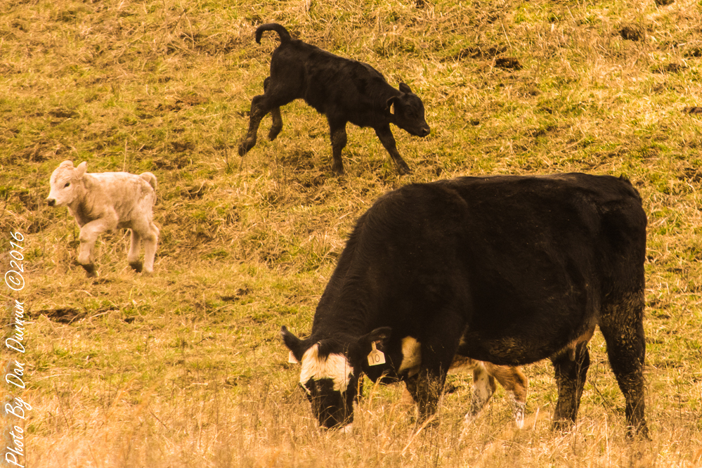Spring Cattle-2-10.JPG