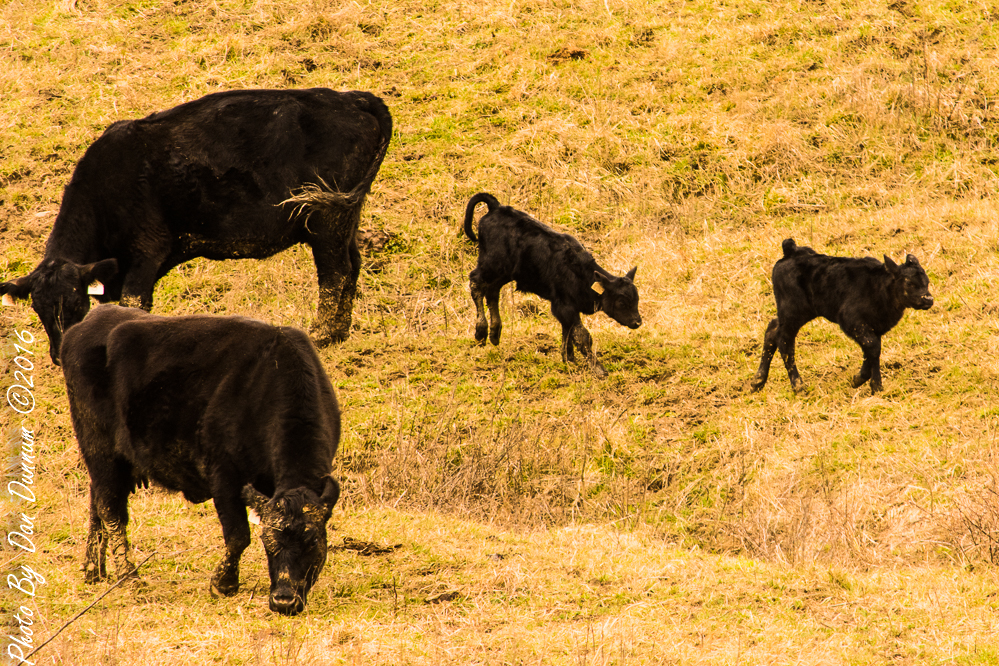 Spring Cattle-2-5.JPG