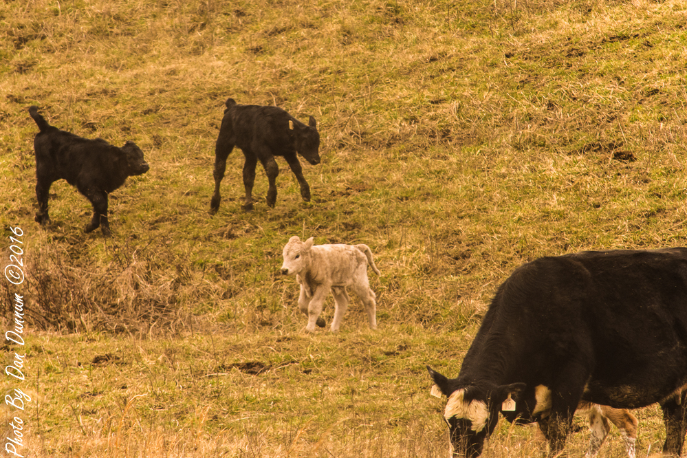 Spring Cattle-2-8.JPG