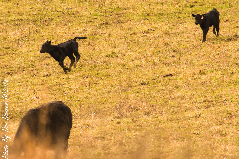 Spring Cattle-2.JPG