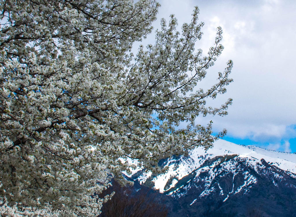 Spring Flowering Tree 3-28-2017.jpg