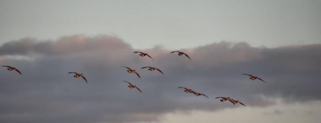 spring geese1200.jpg