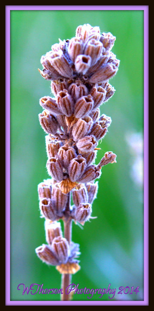 Spring Lavender.jpg