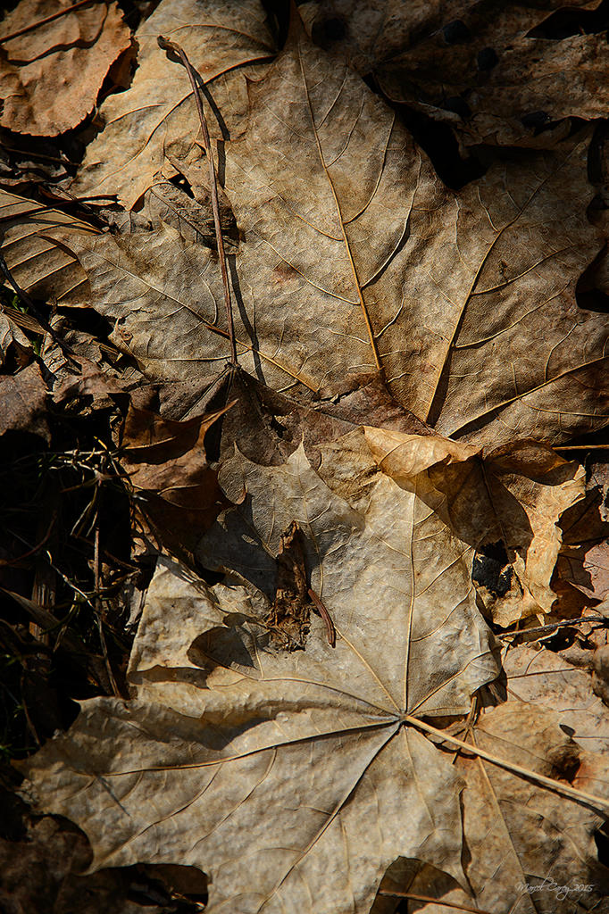Spring leaves.jpg