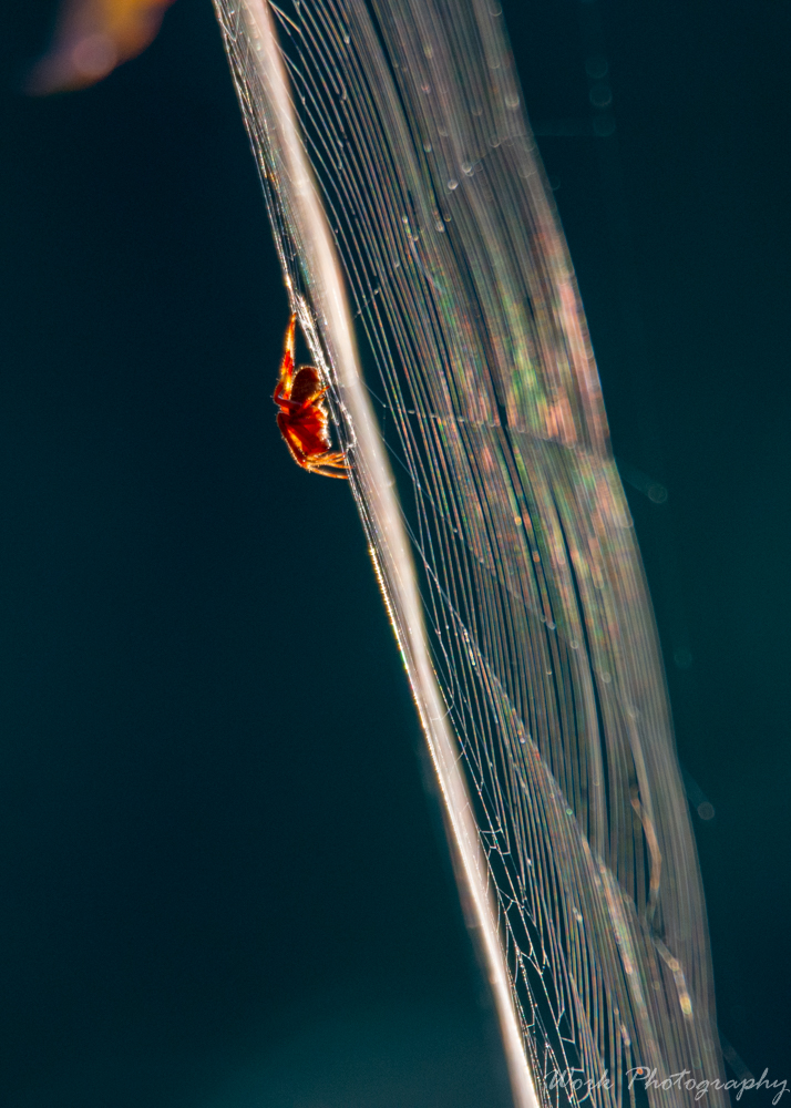 I really like the way the light played on the web.
