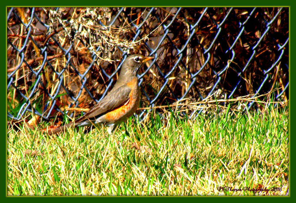 Spring Robin 3-9-2016.jpg
