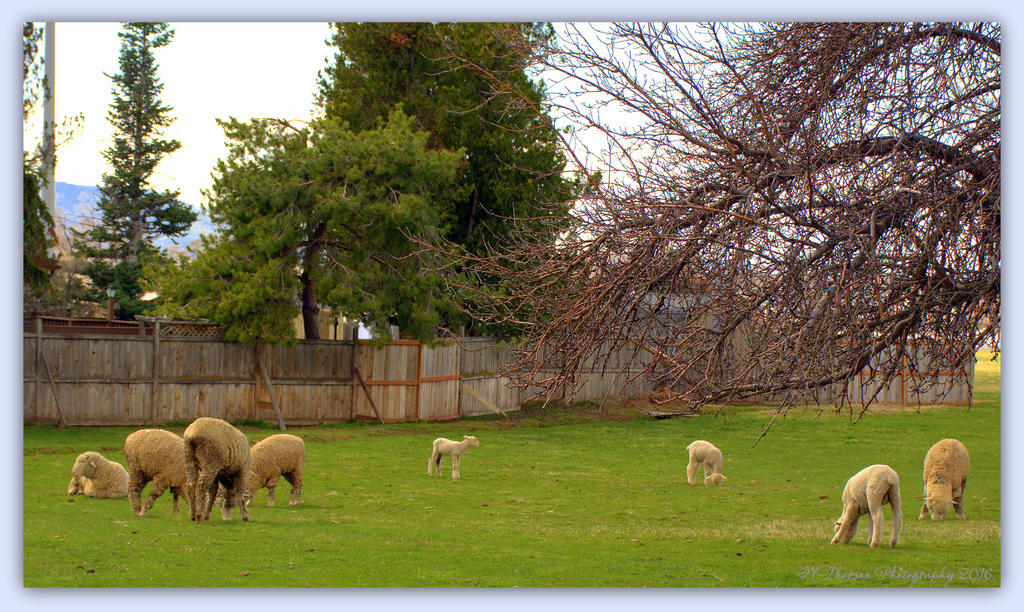 Spring Sheep 3-25-2016.jpg