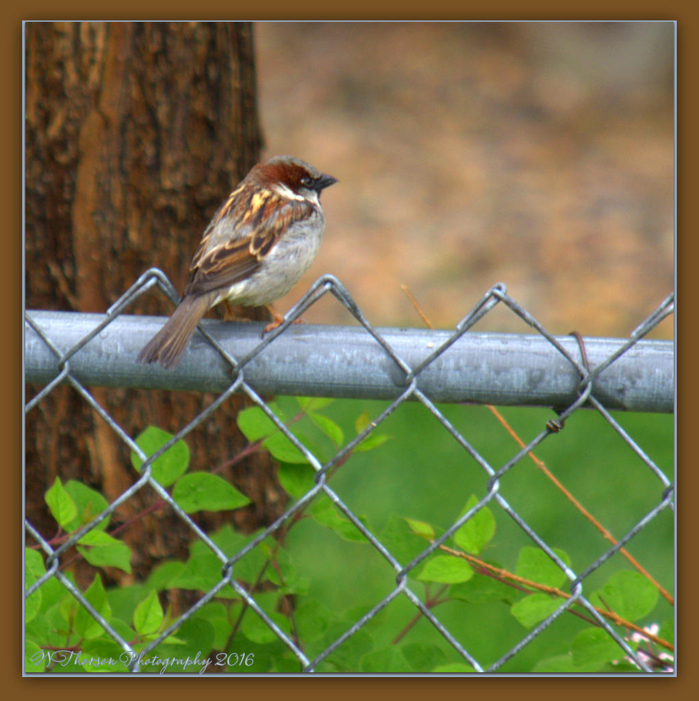 Spring Sparrow 5-8-2016.jpg