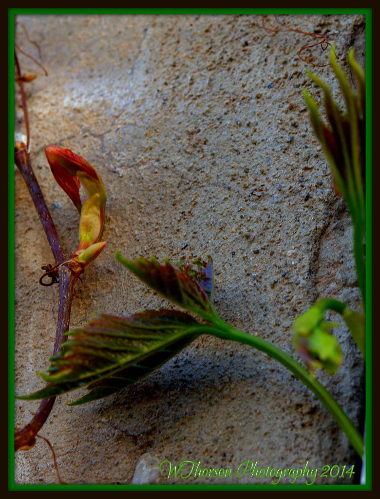 Spring Vines.jpg