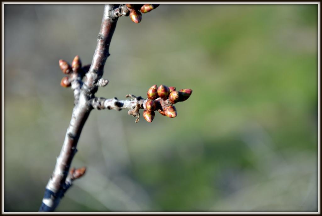 spring walk 004.jpg
