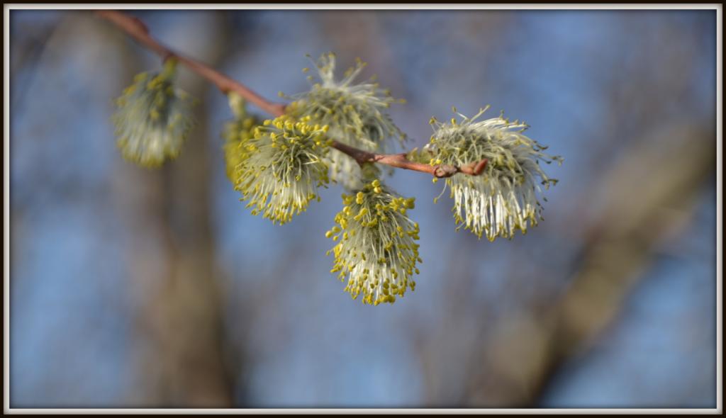 spring walk 033.jpg
