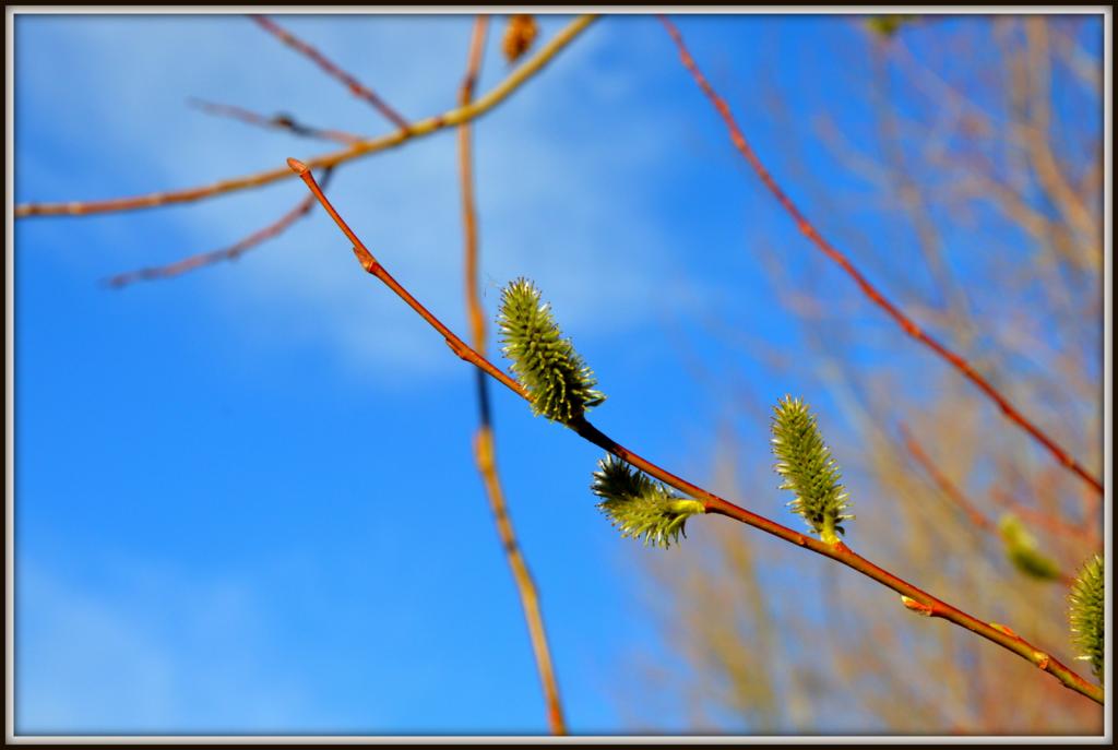 spring walk 080.jpg