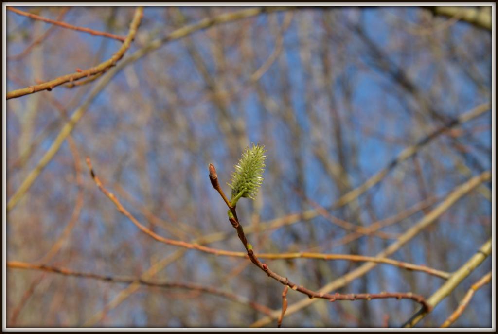 spring walk 081.jpg