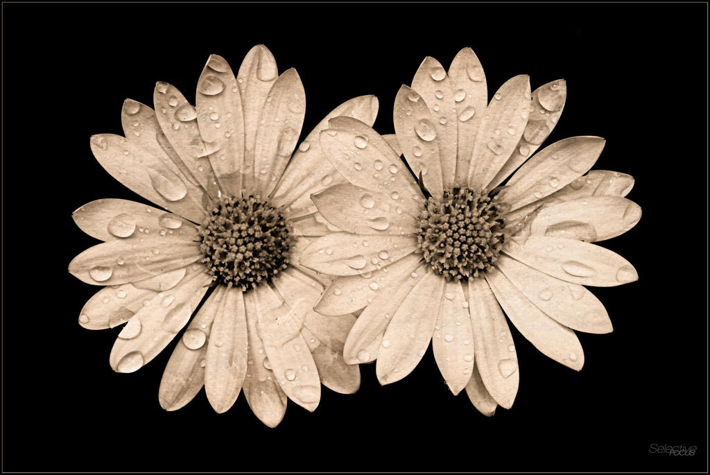 Spring2015-1.jpg