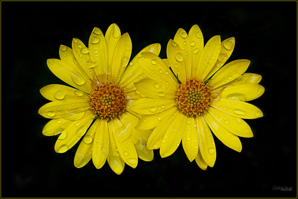 Spring2015-2.jpg