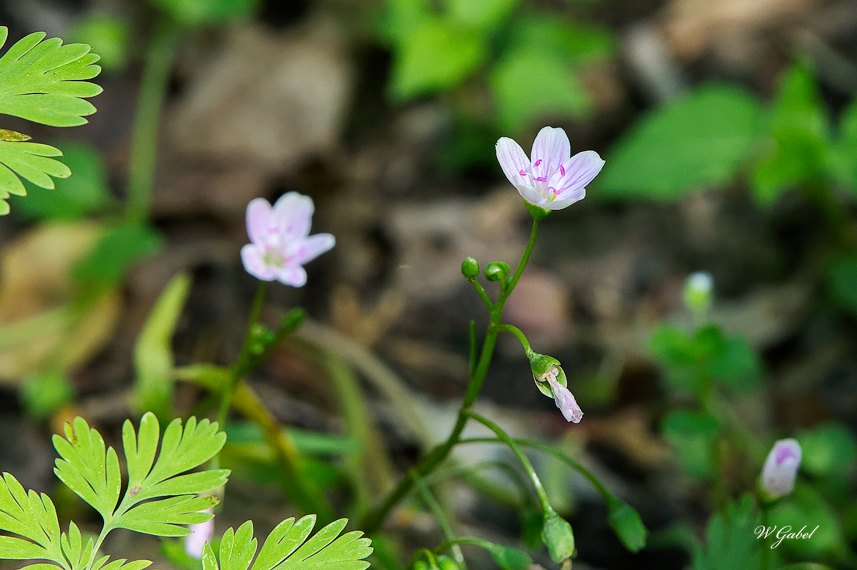 SpringBeauty0461 sm.jpg