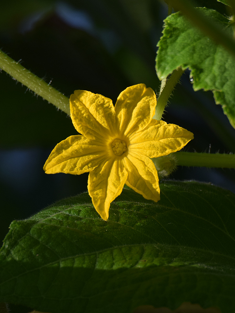 SquashFlower.jpg