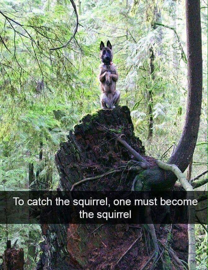squig.jpg
