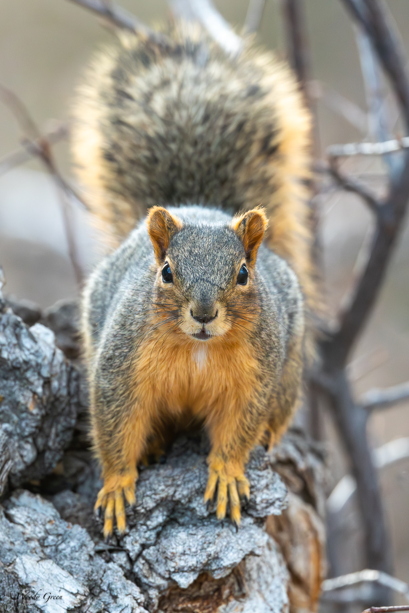 Squirell-560.jpg