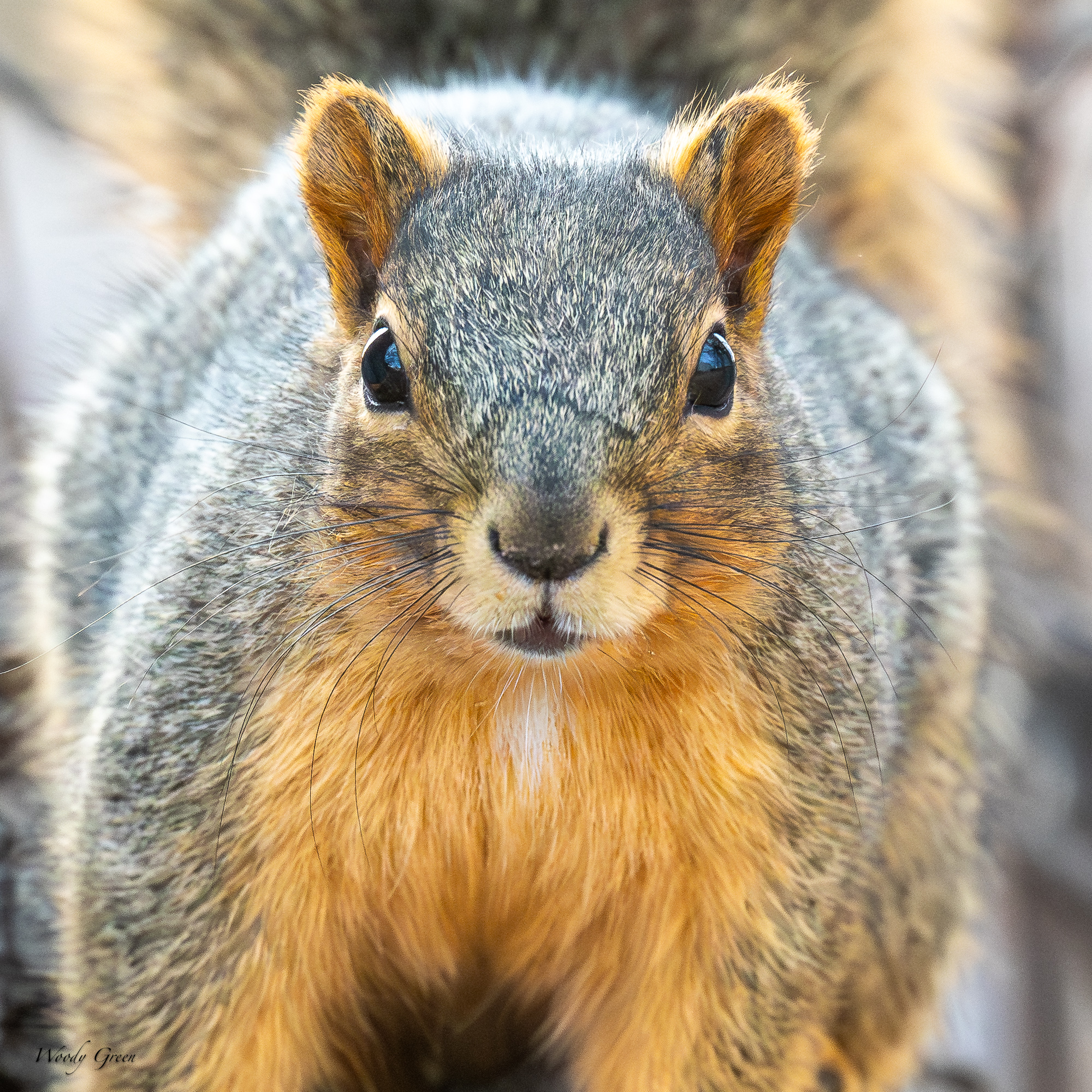 Squirell-561.jpg