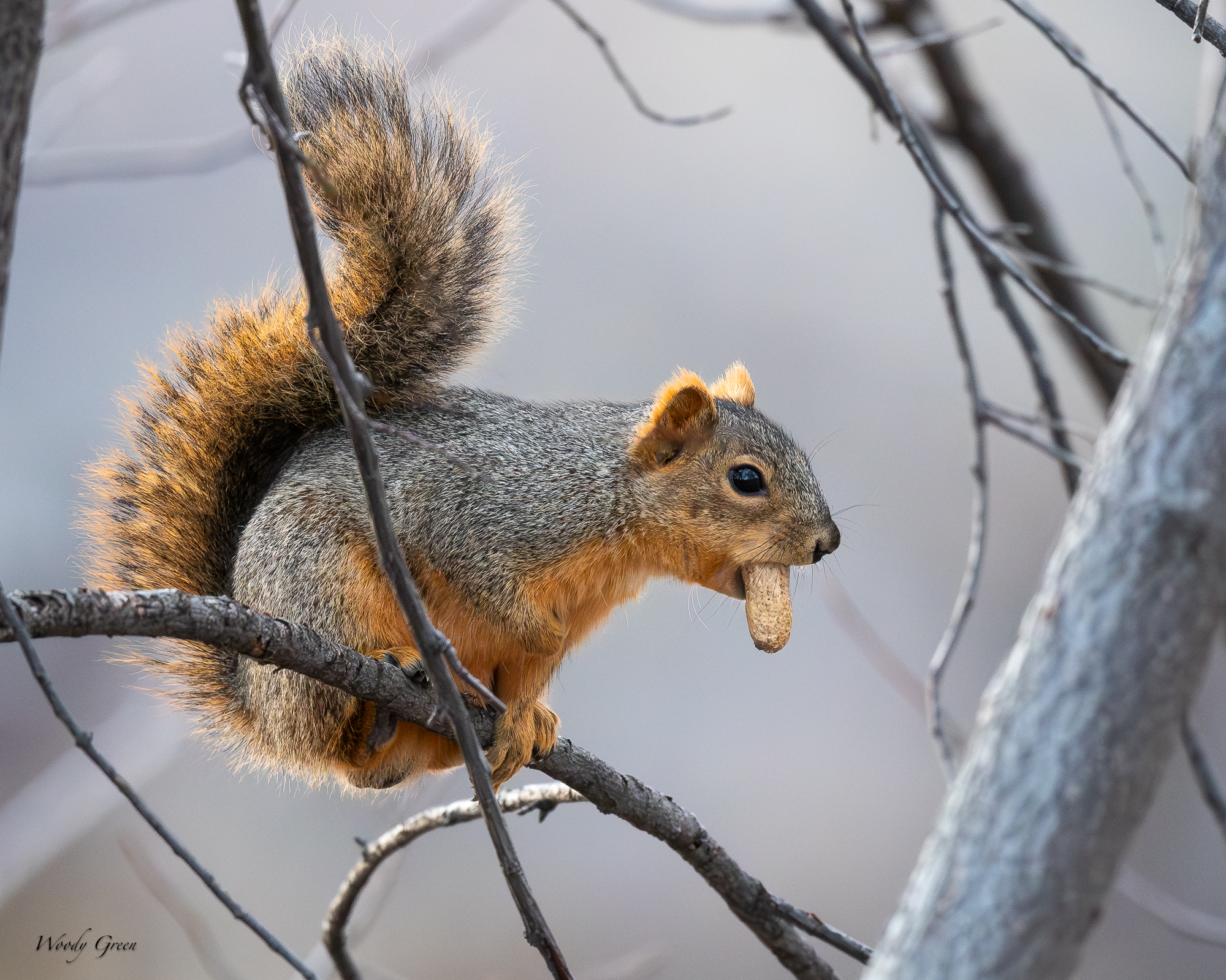Squirell-562.jpg