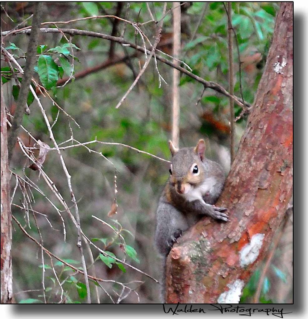 Squirrel 01.jpg