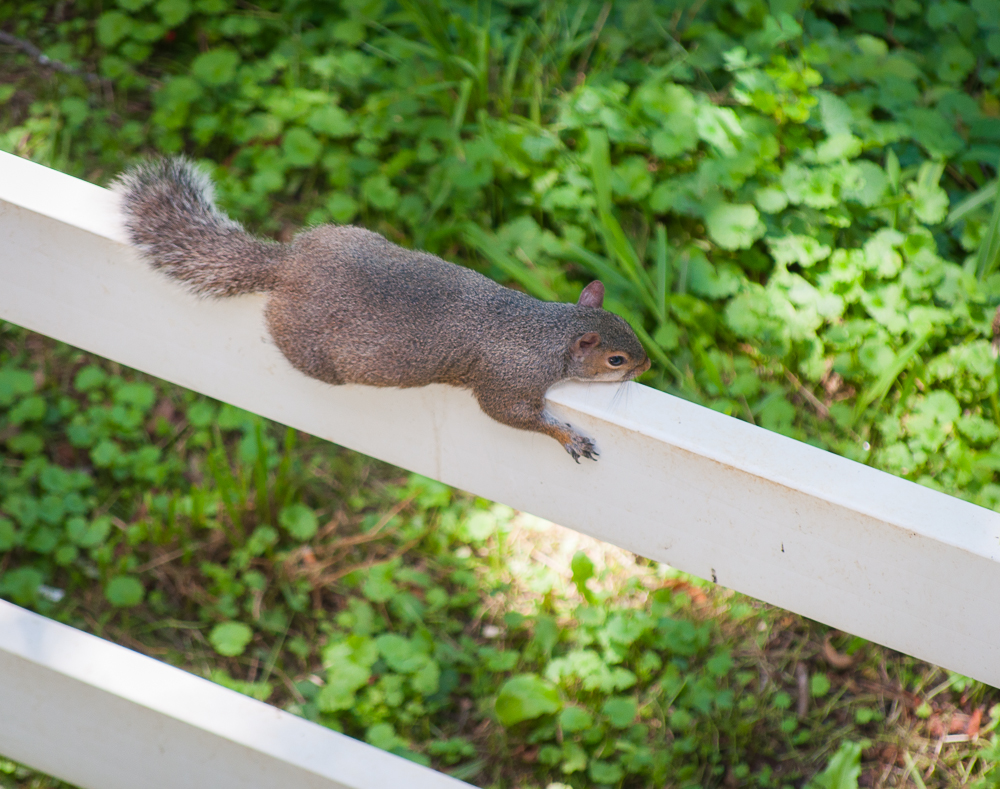 Squirrel (1 of 1).jpg